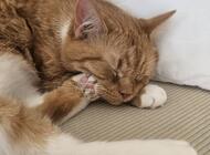 Grajewo ogłoszenia: W dniu 27.12.2025 ok. 8:30 na ulicy Miłej zaginął kot. Nazywa... - zdjęcie