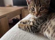 Grajewo ogłoszenia: Szukamy odpowiedzialnych osób chętnych do adopcji dwóch kotek.... - zdjęcie