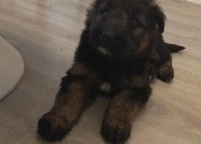 Grajewo ogłoszenia: Oddam pieska mieszańca na wioskę